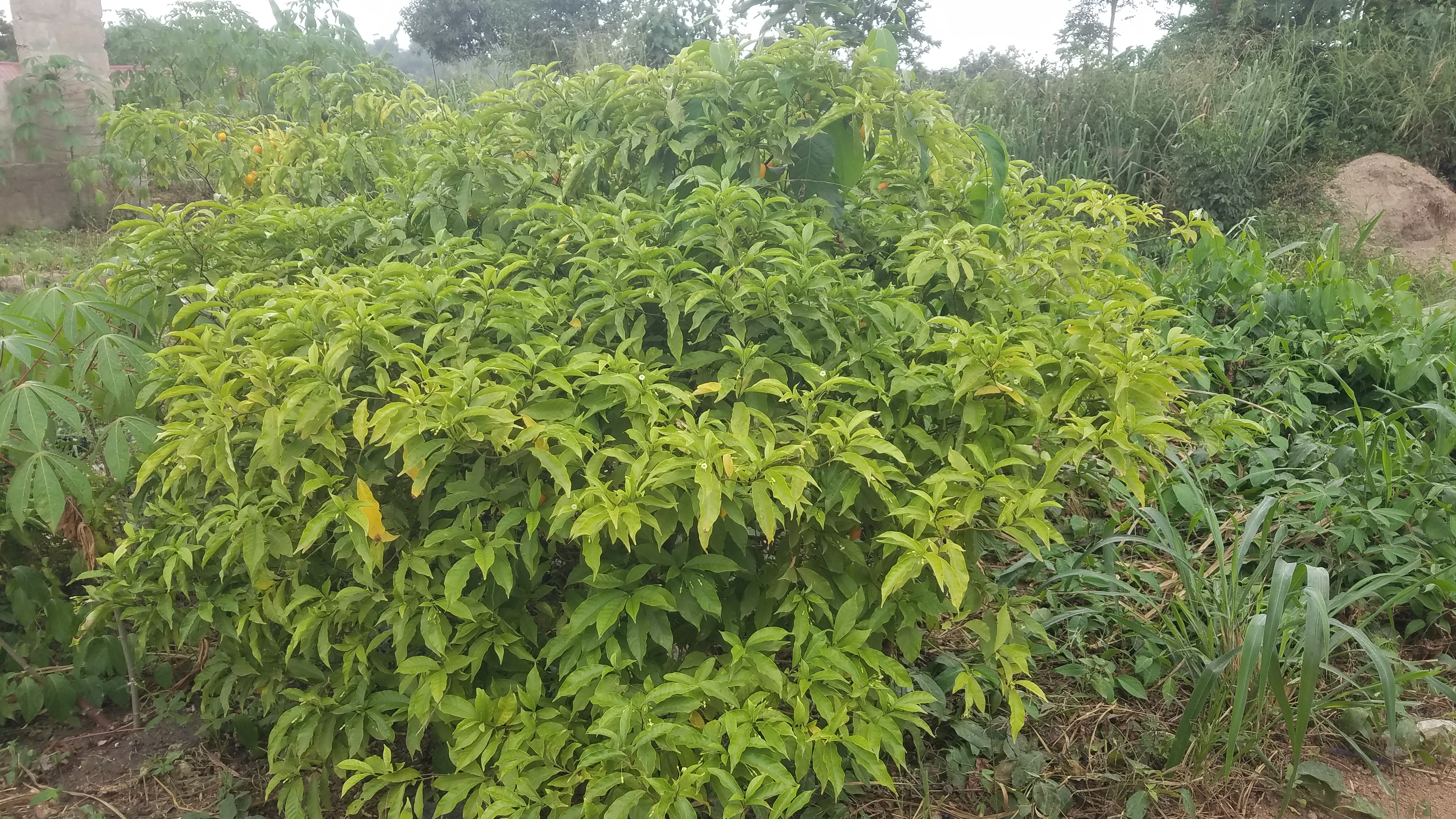 Reviving Ghana’s Sacred Forests